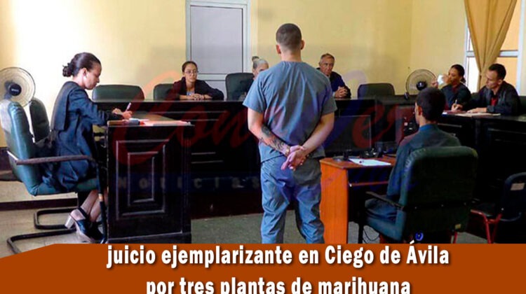 Celebran juicio ejemplarizante en ciego de Ávila por tres plantas de marihuana