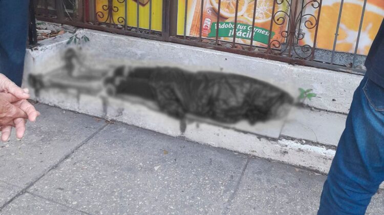Veterinaria cubana muere en plena calle a la luz del día sin que las autoridades reaccionen ante el hecho