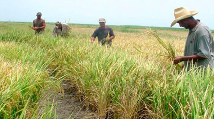 Régimen de Cuba no puede suplir el arroz necesario para el consumo de la población