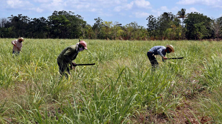 Cuba importa más de 30.000 dólares en azúcar de Estados Unidos