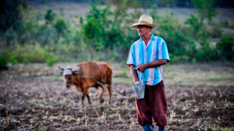 Agricultura cubana esta en crisis desde antes de la pandemia