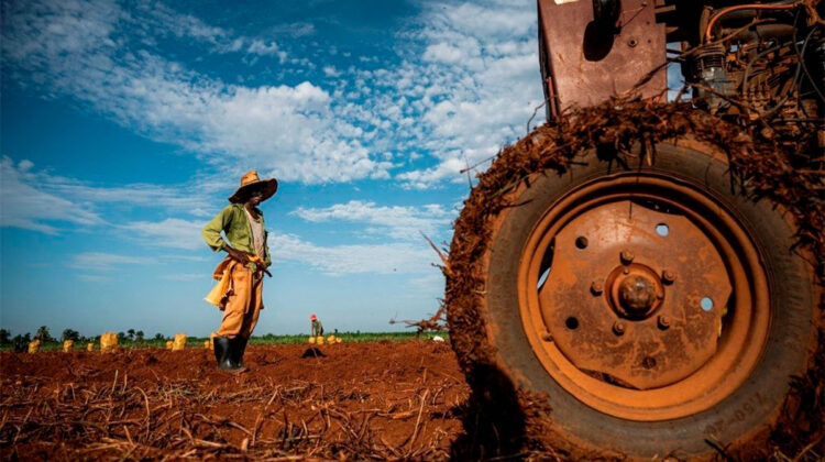 Campesinos cubanos culpan al régimen de Cuba por el destrozo de la economía comunista