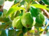 Beneficios de la guayaba para la salud