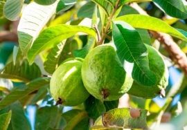 Beneficios de la guayaba para la salud