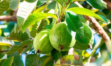 Beneficios de la guayaba para la salud