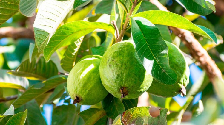 Beneficios de la guayaba para la salud