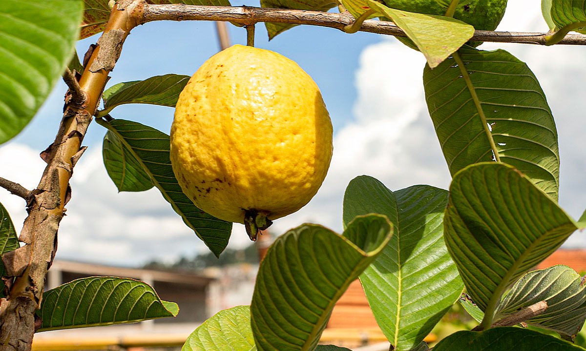 Guayaba un delicioso postre