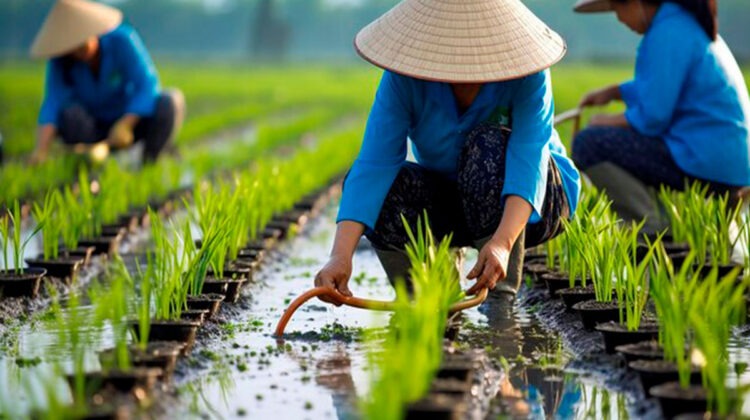 Régimen de Cuba entrega tierras a Vietnam para producir arroz