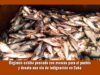 régimen de cuba muestra pescado con moscas para el pueblo