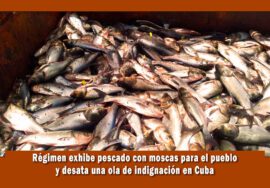 régimen de cuba muestra pescado con moscas para el pueblo