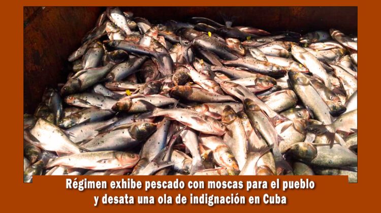régimen de cuba muestra pescado con moscas para el pueblo