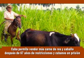 El régimen de Cuba permite la venta de carne de res y caballos