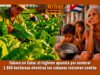 Aumenta la siembra de tabaco en Cuba mientras el pueblo muere de hambre