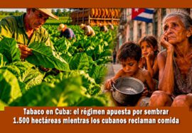 Aumenta la siembra de tabaco en Cuba mientras el pueblo muere de hambre