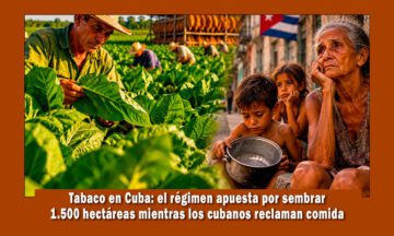 Aumenta la siembra de tabaco en Cuba mientras el pueblo muere de hambre
