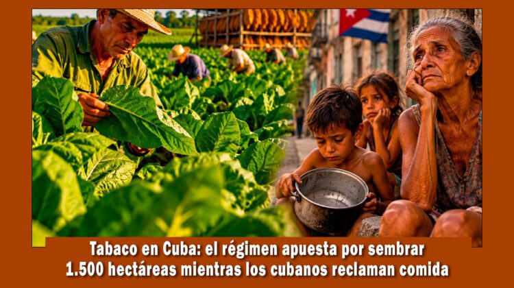 Aumenta la siembra de tabaco en Cuba mientras el pueblo muere de hambre